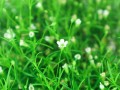 满天星的花语是什么？