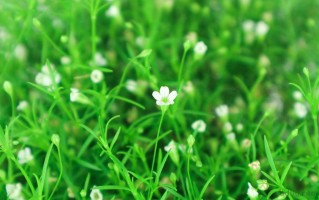 满天星的花语是什么？